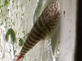 My Vietnamese lizard  Hillstream’s may be spawning???