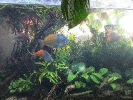 Stan's freshwater 240 gallon extravaganza. Trials and tribulations of  a sunlit aquarium