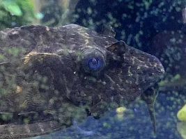 Please help my pleco (mouth closed, not breathing normally)