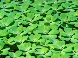 Water Lettuce as Animal Feed