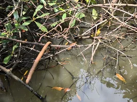 Going fishing in West Africa - a journal