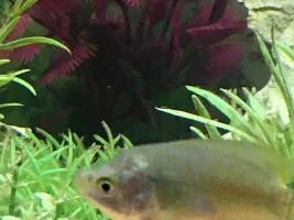 Male or female gouramis?