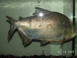 Help Pacu Really Sick