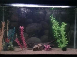 29 Gallon Freshwater Tank Suggestions?