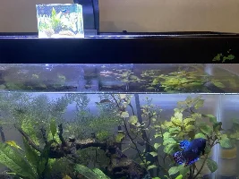 Novice Betta Owner and Aquatics Enthusiast