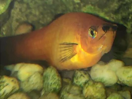 Fish laying on the floor, not eating, swimming, and rapidly breathing