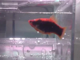 Pregnant Platy?