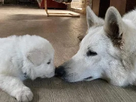 Any Swiss Shepherd owners