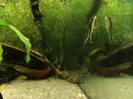 Best approach for a corydoras quarantine