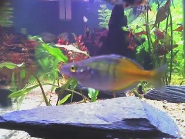 Rainbows