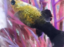 Baby fish