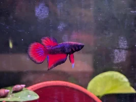 Post Your Favorite Fish Picture!