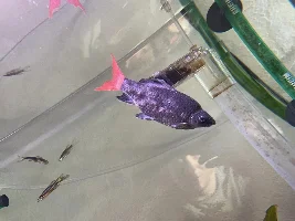 Sick Red Tailed Shark