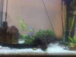 Help! Honey gouramis unwell