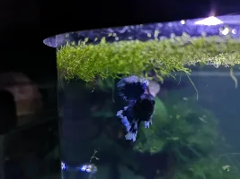 Name my first betta contest!