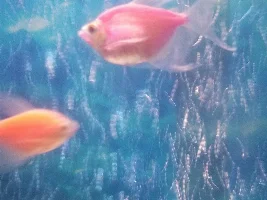 Help my fishie