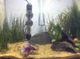 Clamped Pectoral Fin In Elephant Ear Betta