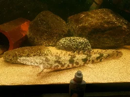 Found some pictures of my bichirs on MFK and figured I'd share them here.