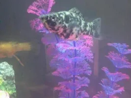 Think My 2 Mollies May Be Pregnant .