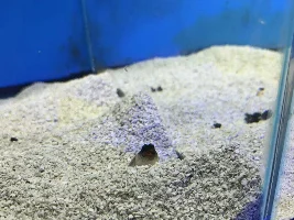 Some neat fish at my LFS