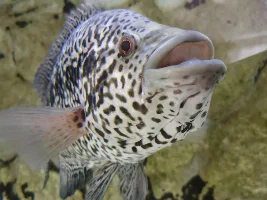 Jaguar Cichlid (4M) - doesn't seem to want to eat