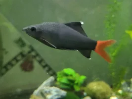 Looking to find the gender of redtail