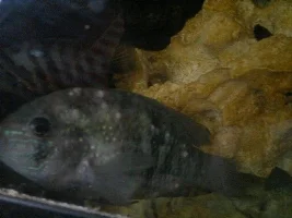 Sick Blue Acara
