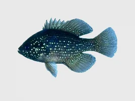 3 season porch tank with native fish…