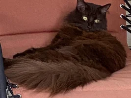 Show us your cat/s!