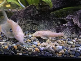 Not sure what kind of sucker mouth ?