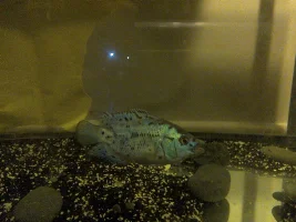 Electric Blue Jack Dempsey Growth Journal :)