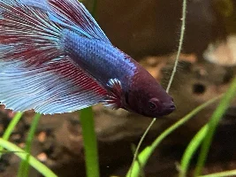 My ten gallon planted betta tank w/ botanicals