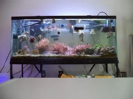 Donya's 55-Gallon