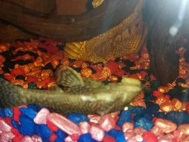 Bristlenose pleco acting weird