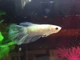 Color Change!