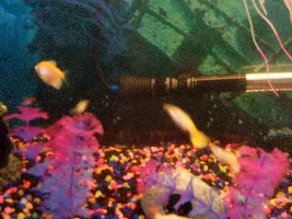 My fish tank