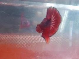 El Rojo! The New Addition!