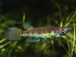 Overlooked fish