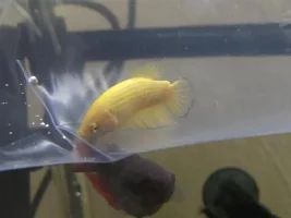 Another Fantastic Lfs Find
