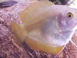 Dwarf Gouramis have Ich?