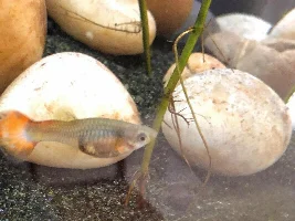 What is your favorite floating plant and why? Poll.