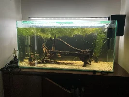 148.6L (39.2 gallon) aquarium journal