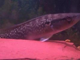 today in the tank 08sep04