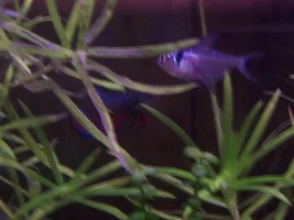 New Fish