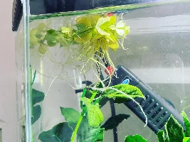 My first tropical freshwater tank! :)