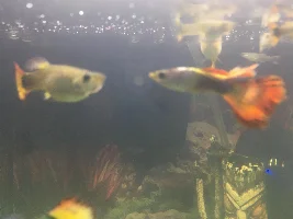 Is my female and male guppy healthy and good