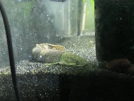 Name Suggestions?