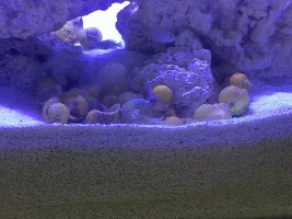New multifaciatus tank :)