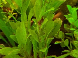 (What I Presume Is?) Algae ID Assistance and Advice