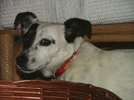 Anyone recommend a good house dog?